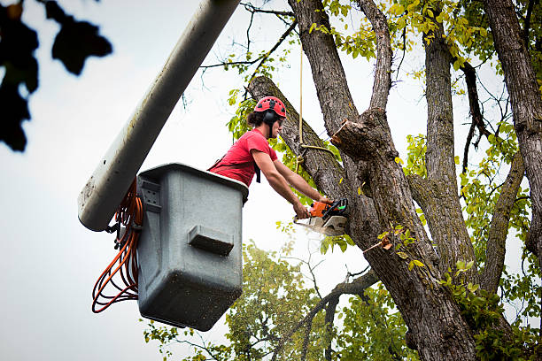  Lely, FL Tree Removal and Landscaping Services Pros